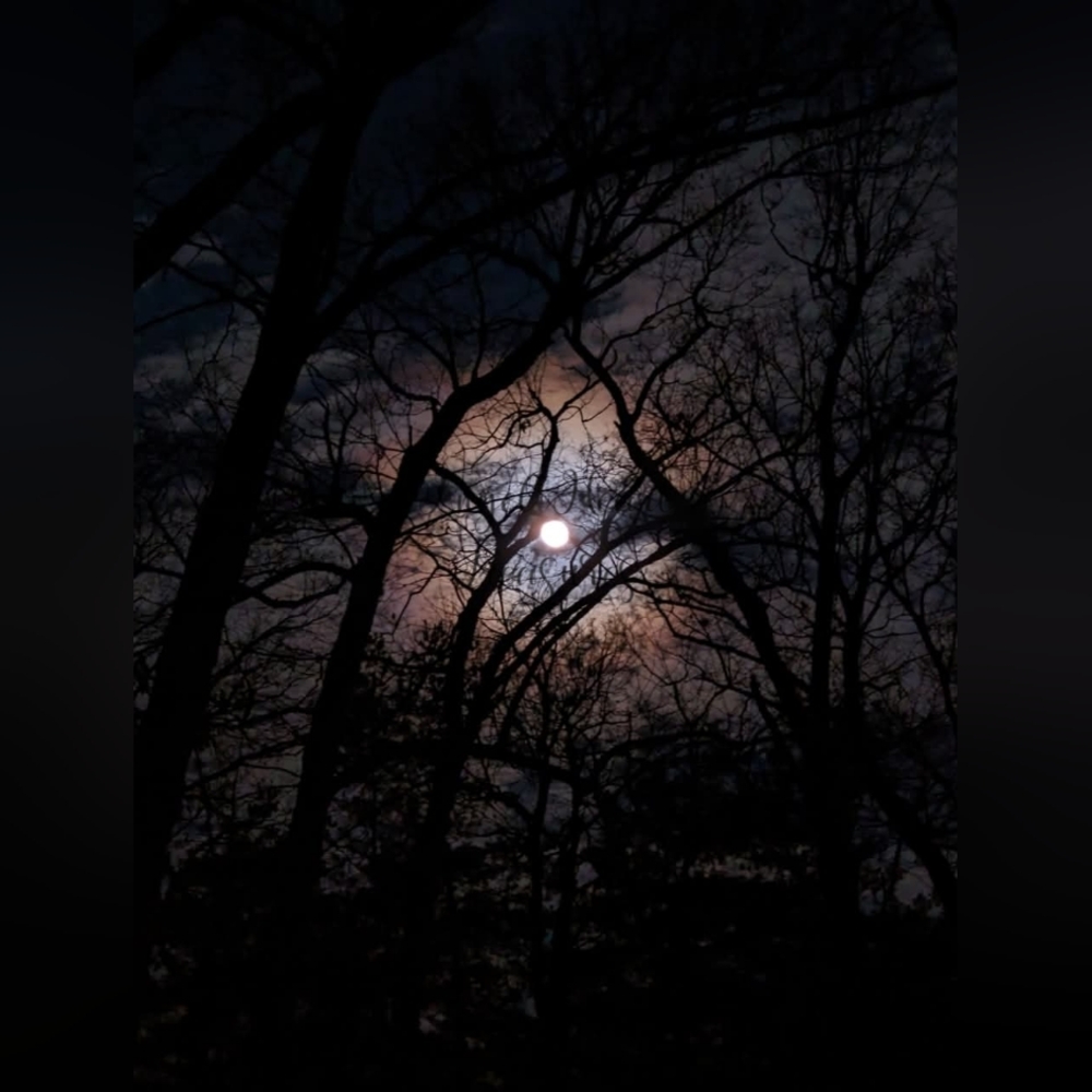 5x7 Original Photography Mystic Aura Full Moon Through Trees Photo Print